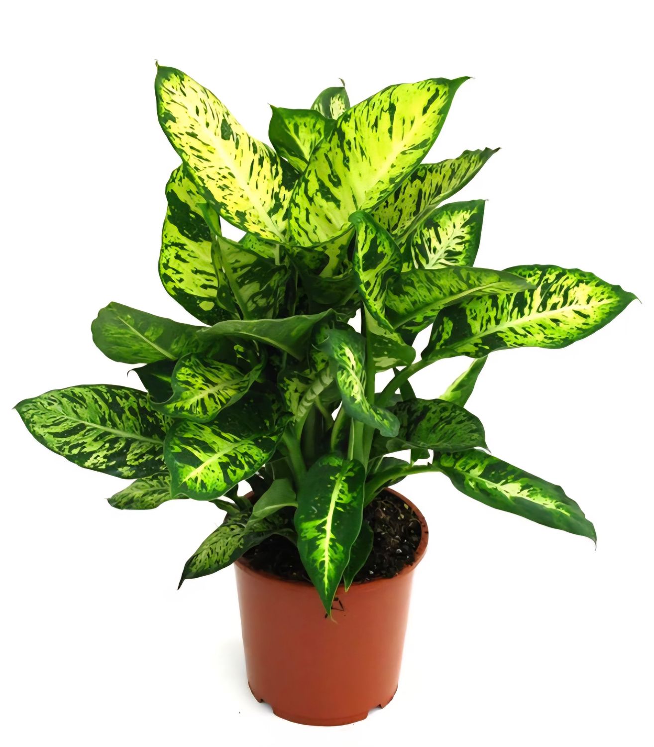 Photos are for illustration purpose 