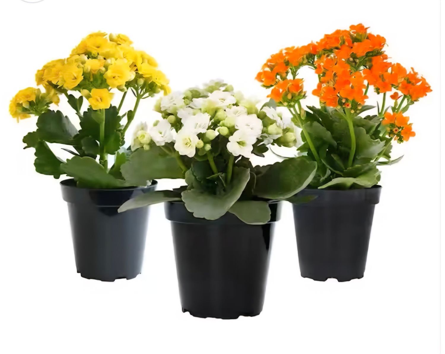 Photos are for illustration purpose 