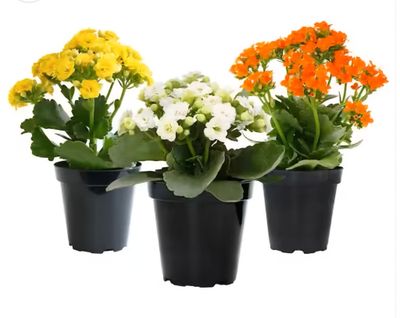 Photos are for illustration purpose 