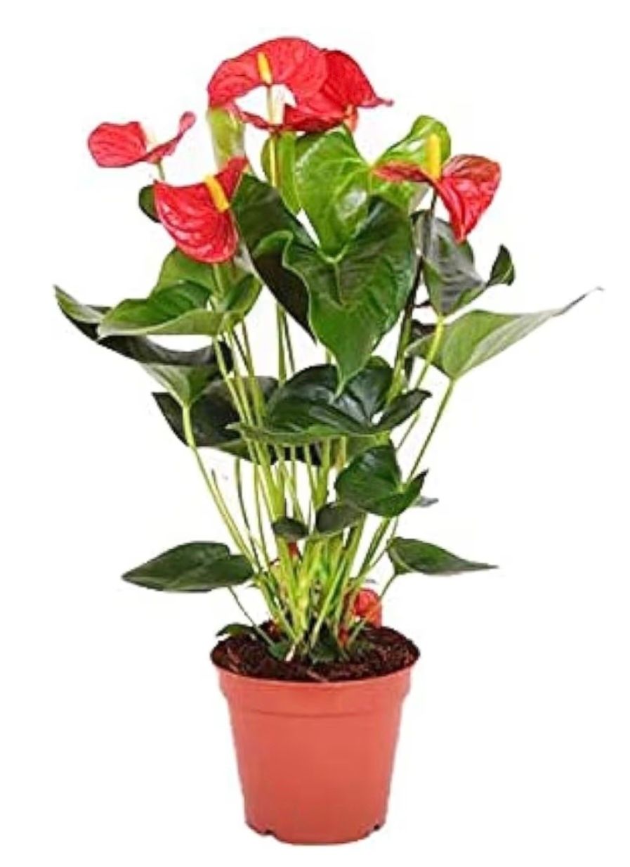 Photos are for illustration purpose