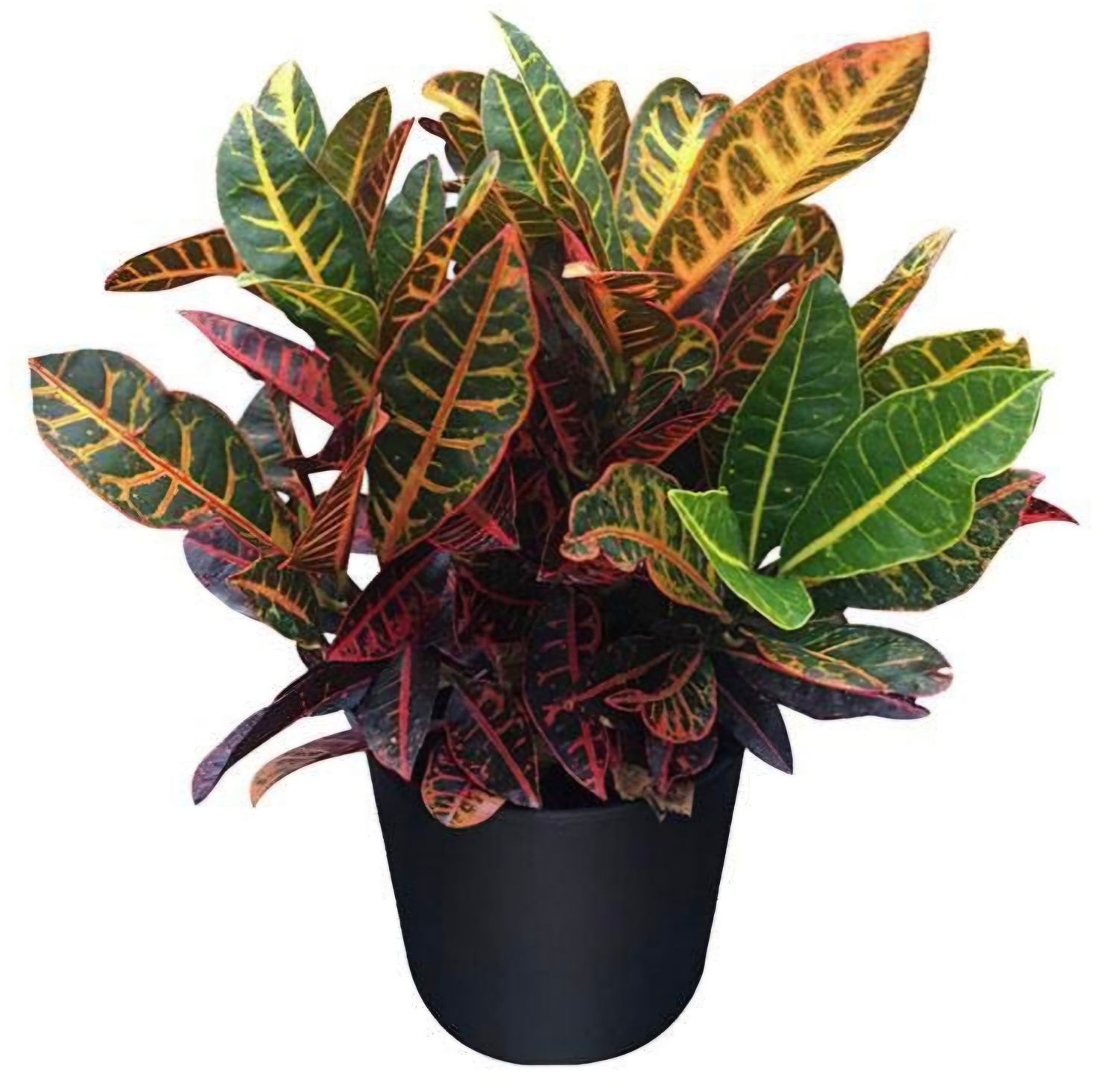 Photos are for illustration purpose 