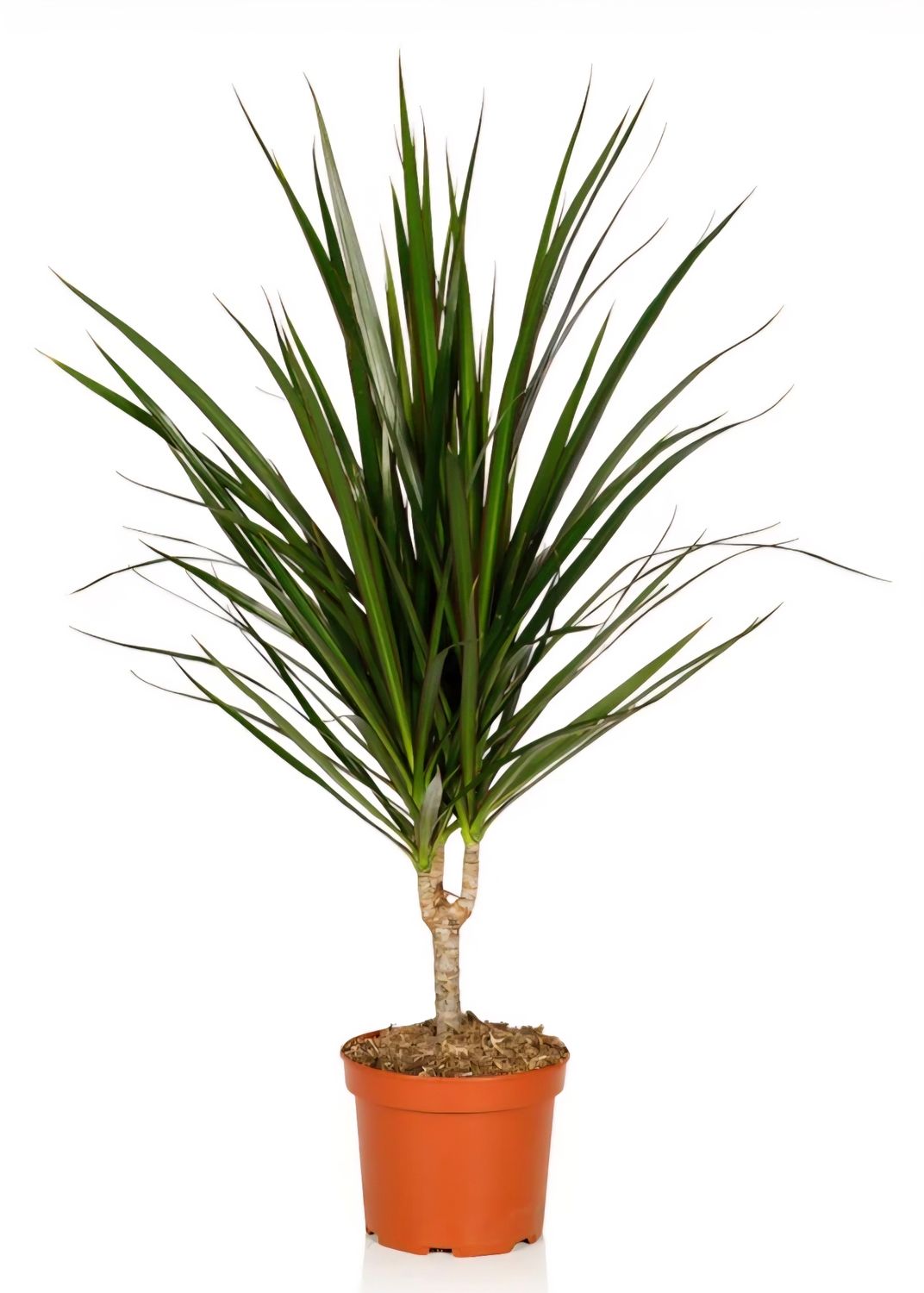 Photos are for illustration purpose