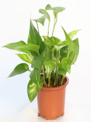 Photos are for illustration purpose 