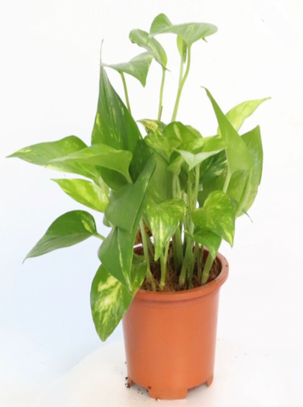 Photos are for illustration purpose 