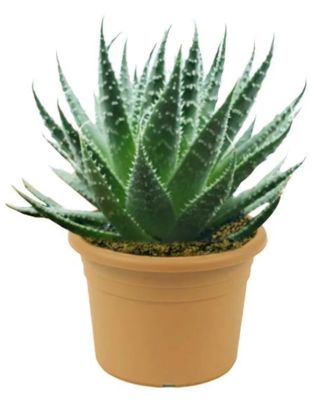 Photos are for illustration purpose 