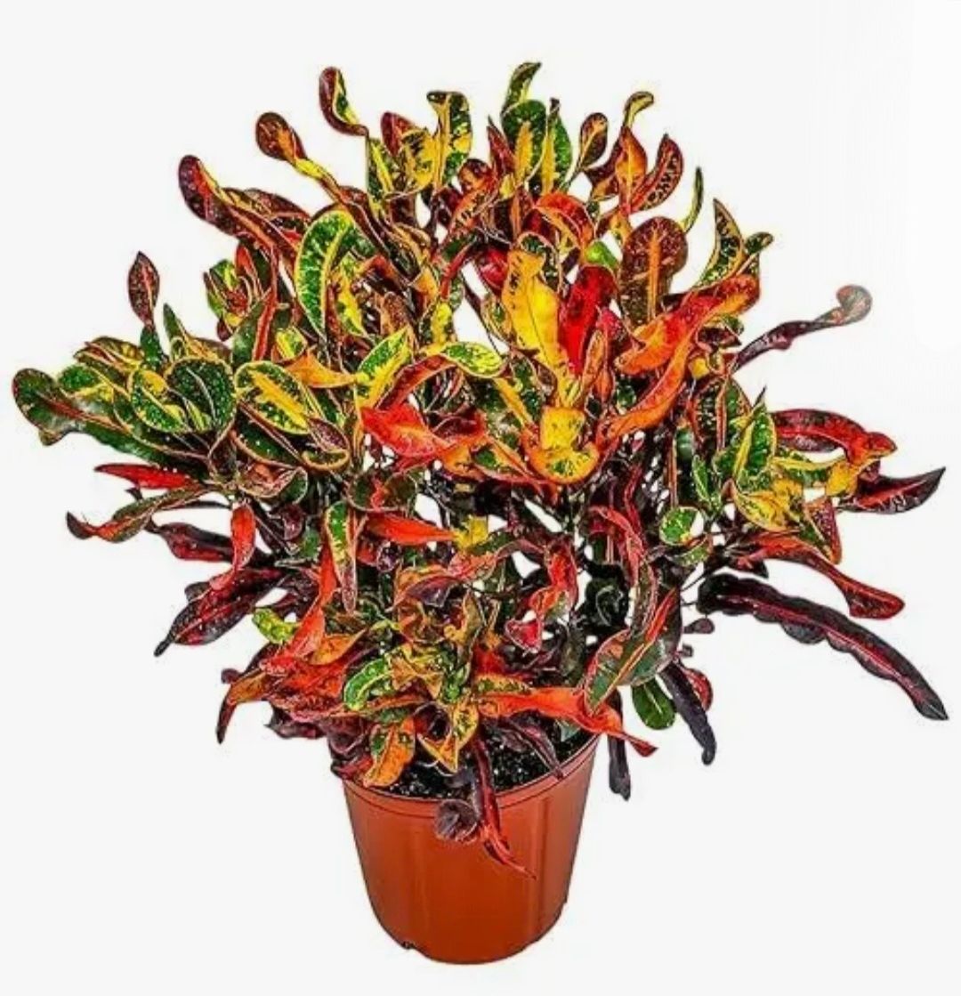 Photos are for illustration purpose 