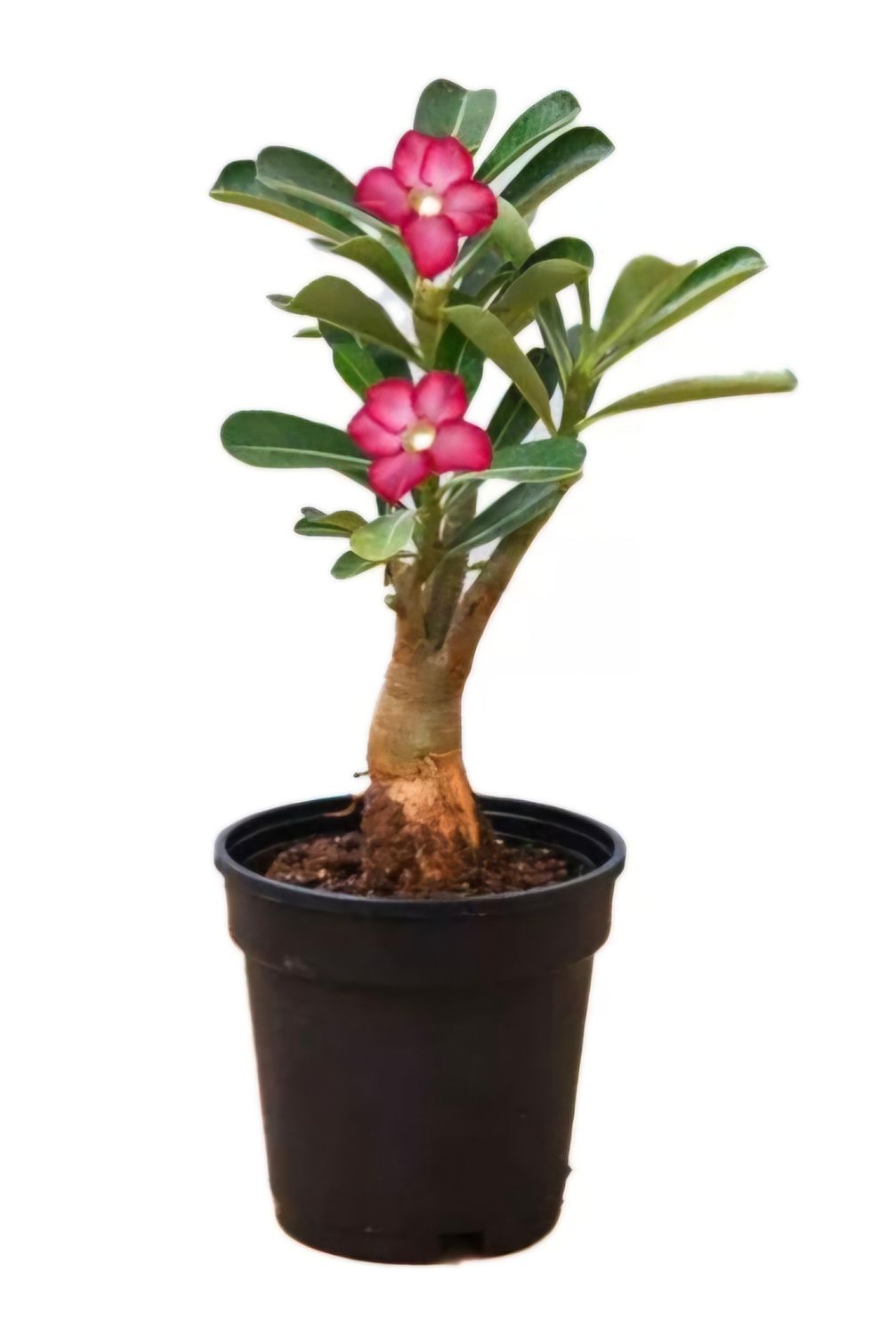 Photos are for illustration purpose