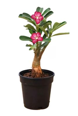 Photos are for illustration purpose