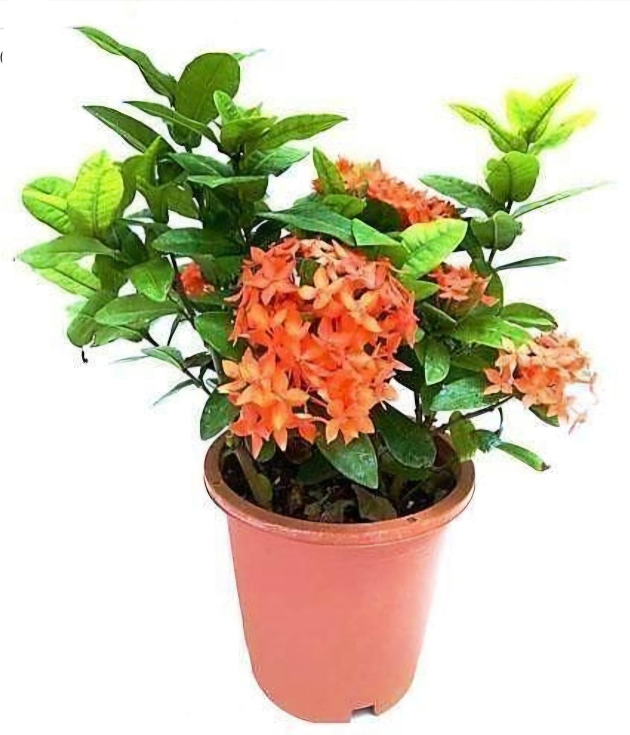 Photos are for illustration purpose 