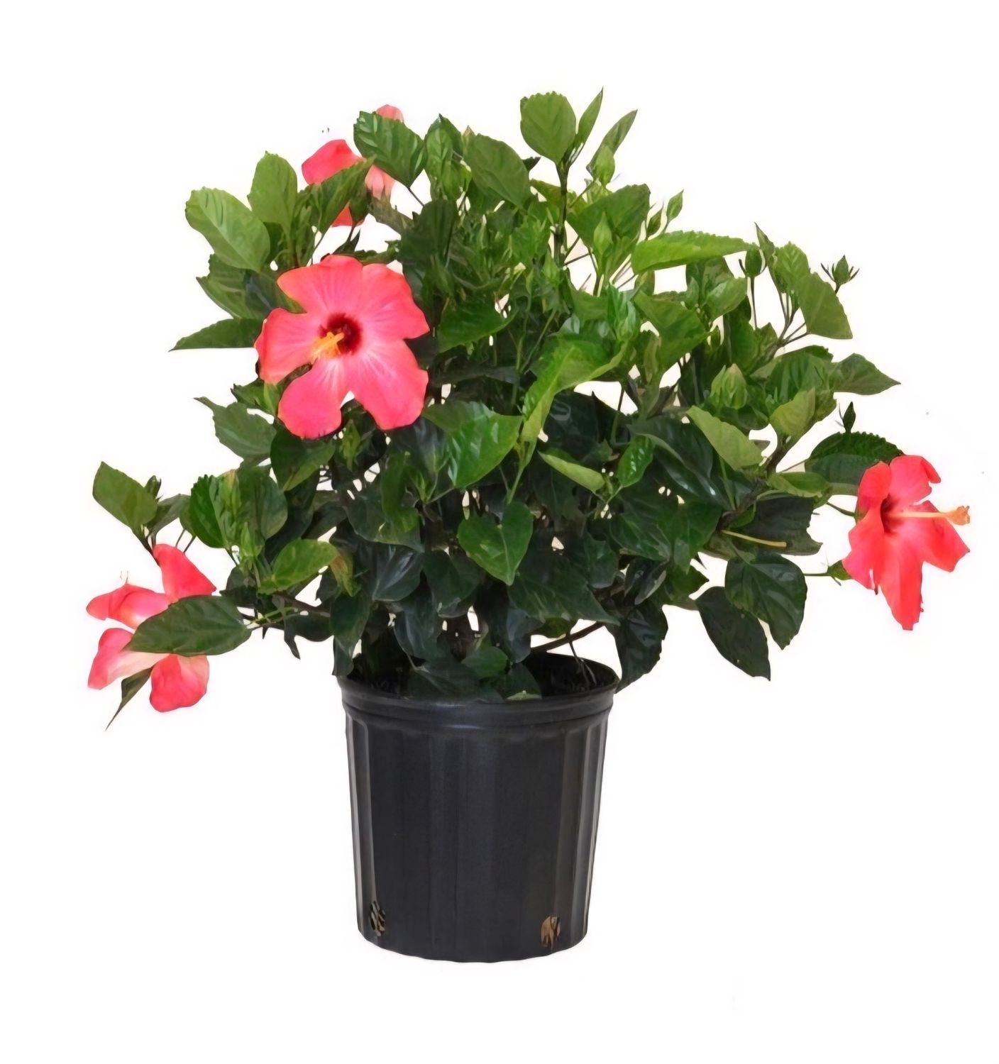 Photos are for illustration purpose