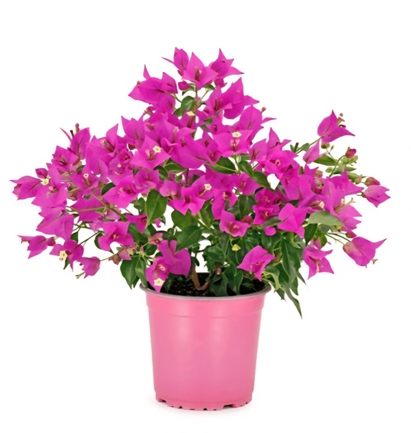 Photos are for illustration purpose 