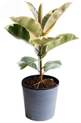 Photos are for illustration purpose 