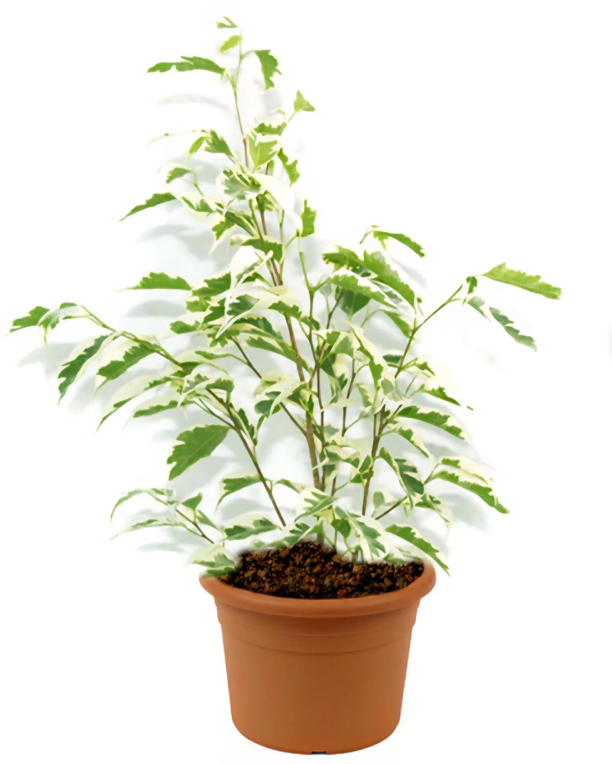 Photos are for illustration purpose 