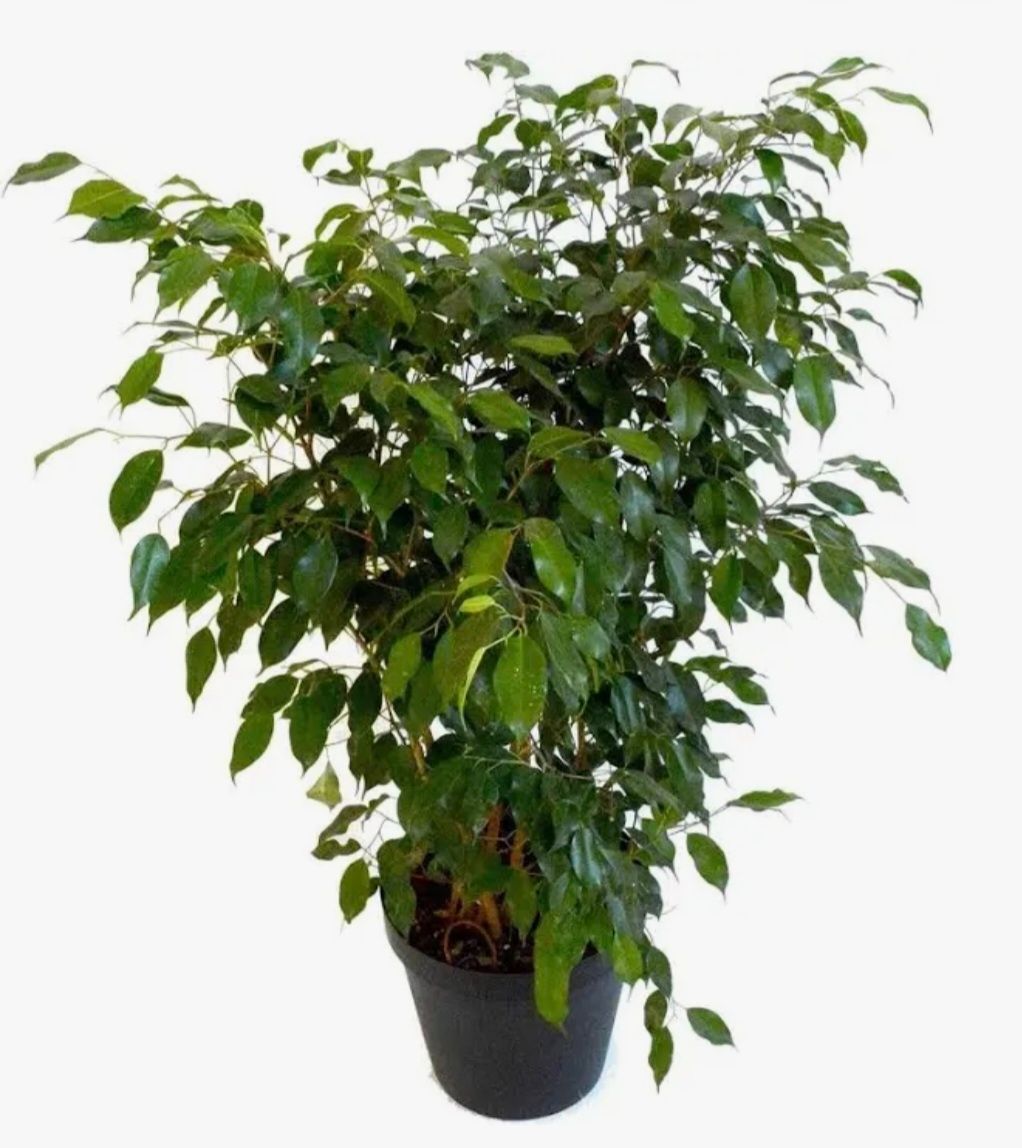 Photos are for illustration purpose 