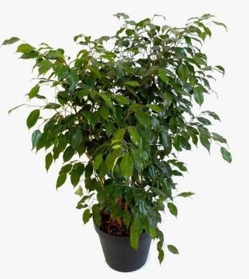 Photos are for illustration purpose 