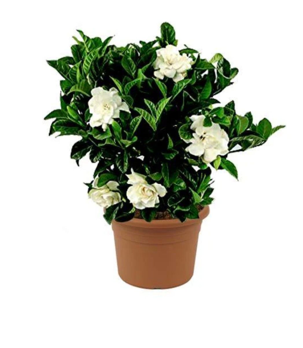 Photos are for illustration purpose 