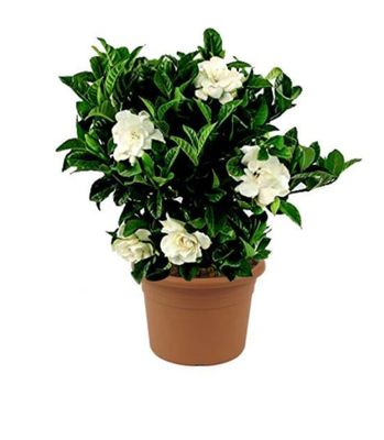 Photos are for illustration purpose 