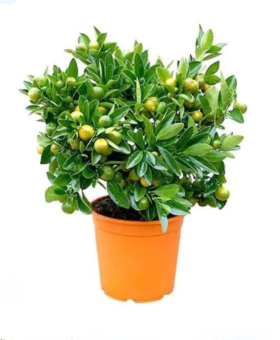 Photos are for illustration purpose 