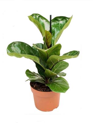 Photos are for illustration purpose 