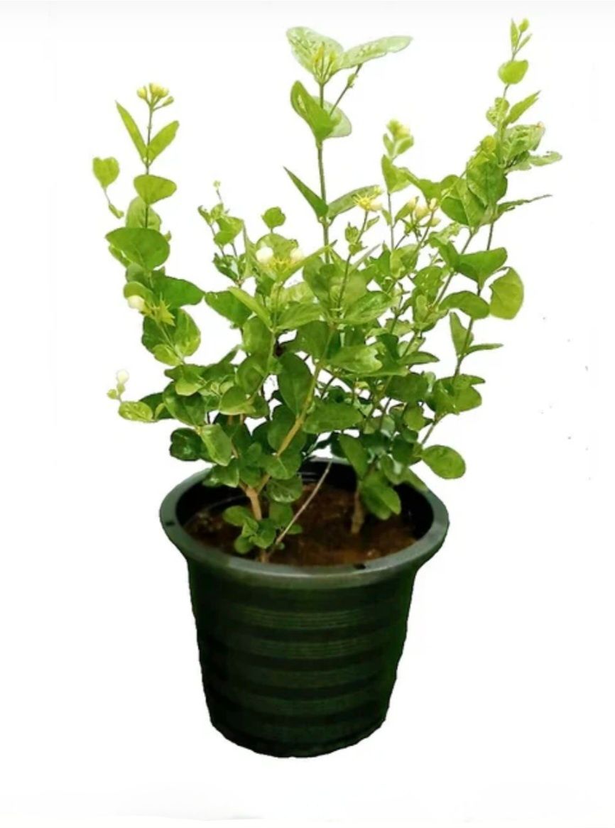 Photos are for illustration purpose 