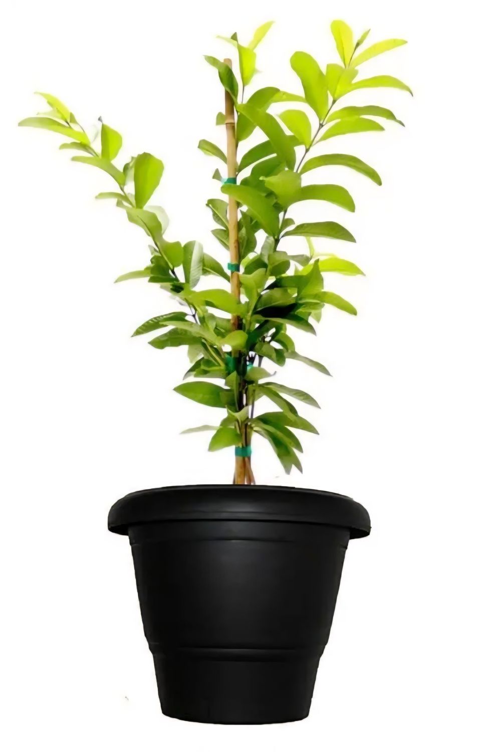 Photos are for illustration purpose 