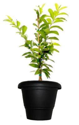 Photos are for illustration purpose 