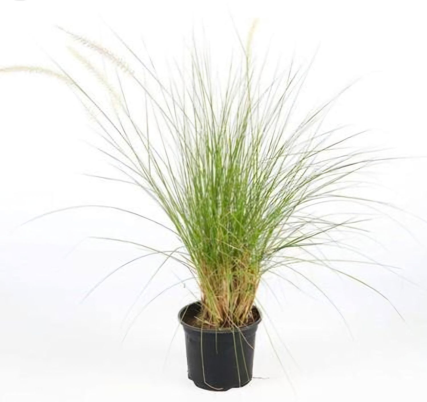 Photos are for illustration purpose 