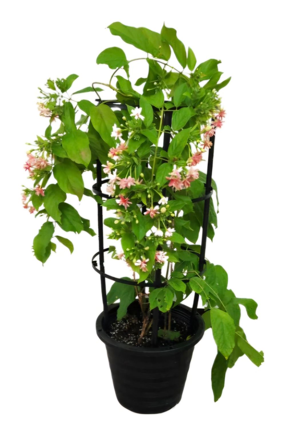 Photos are for illustration purpose 