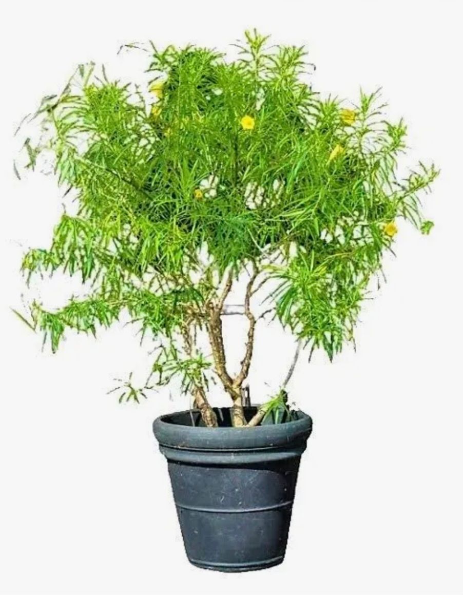 Photos are for illustration purpose 