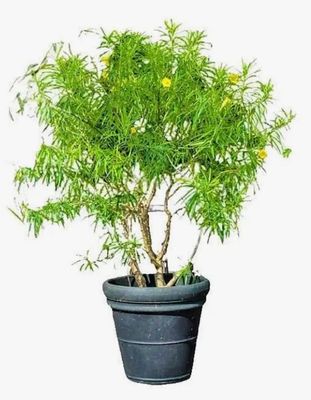 Photos are for illustration purpose 