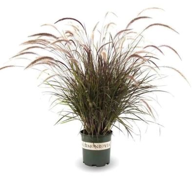 Photos are for illustration purpose 