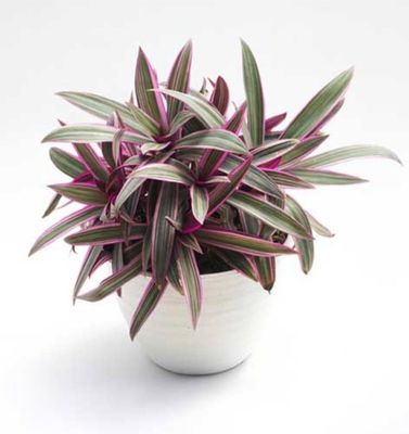 Photos are for illustration purpose 