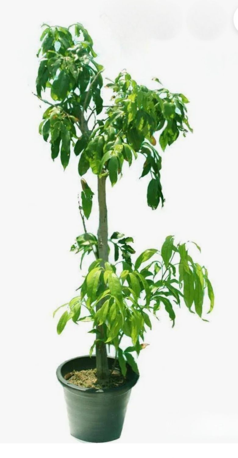 Photos are for illustration purpose 