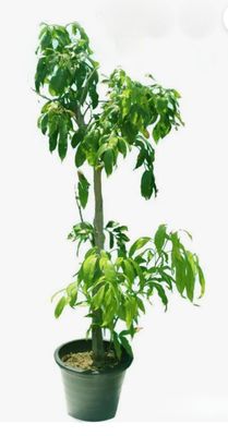 Photos are for illustration purpose 