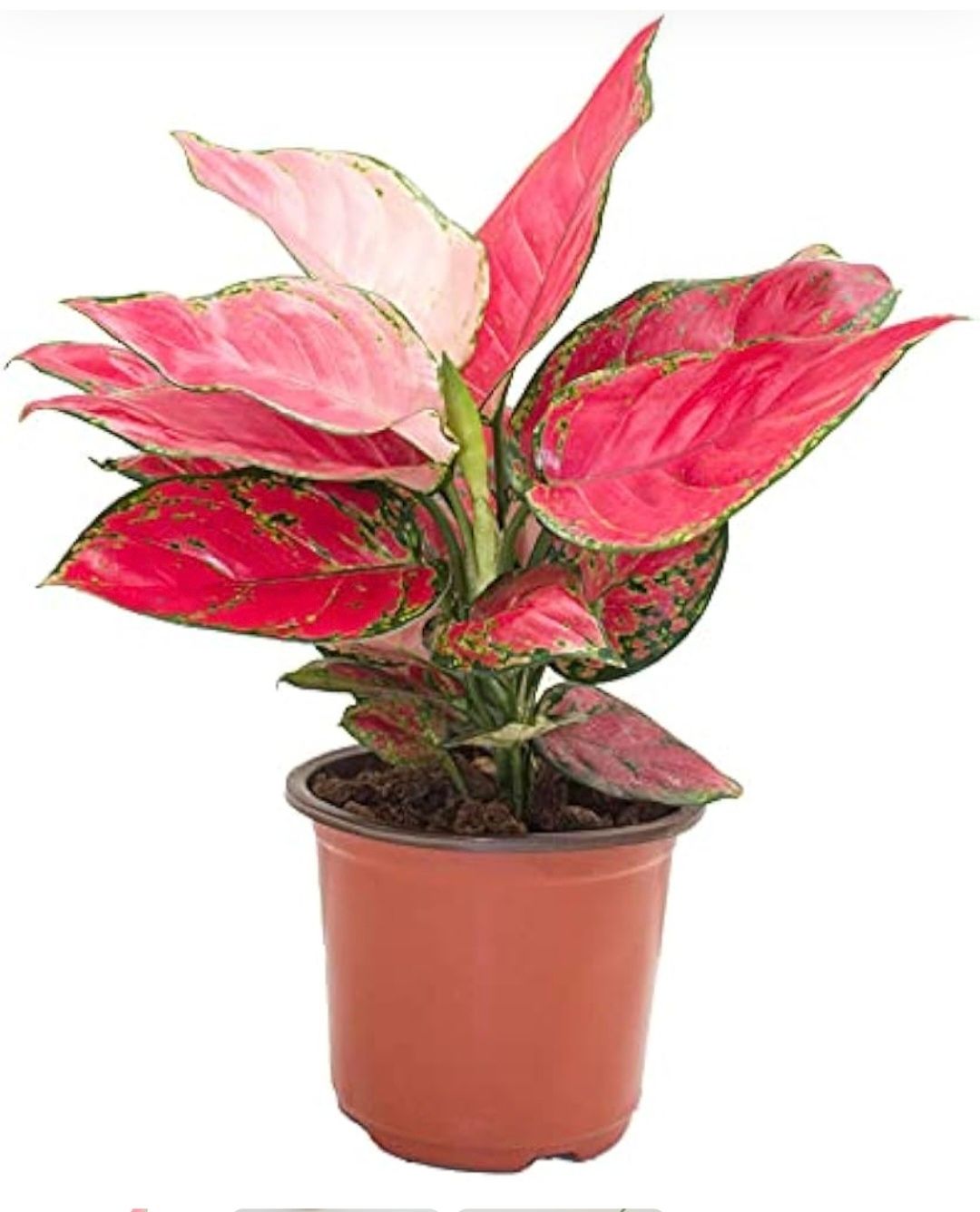 Photos are for illustration purpose 