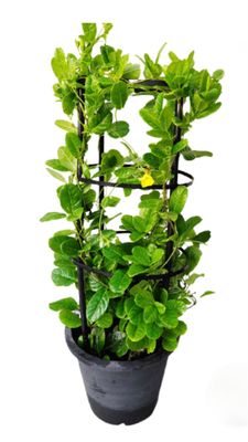 Photos are for illustration purpose 