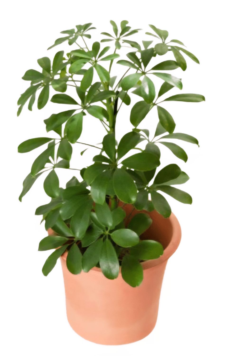 Photos are for illustration purpose 