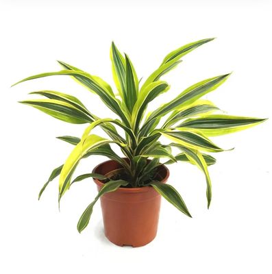 Photos are for illustration purpose 