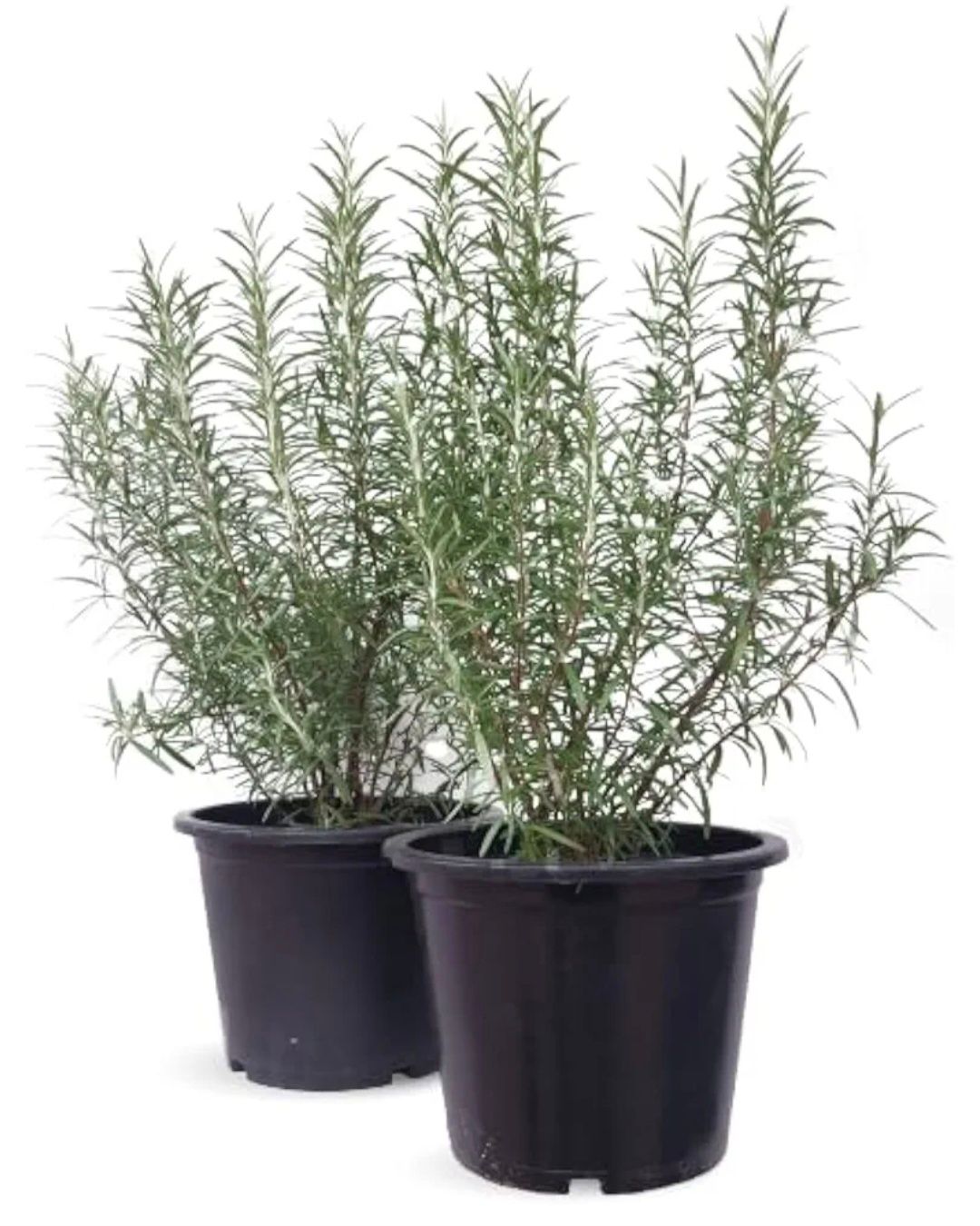 Photos are for illustration purpose 