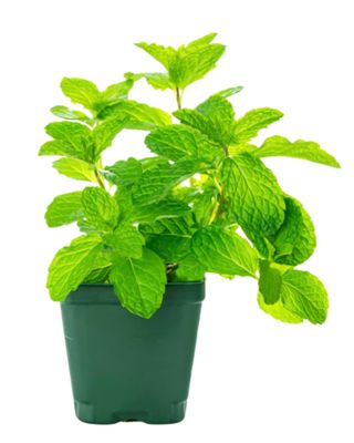 Photos are for illustration purpose 