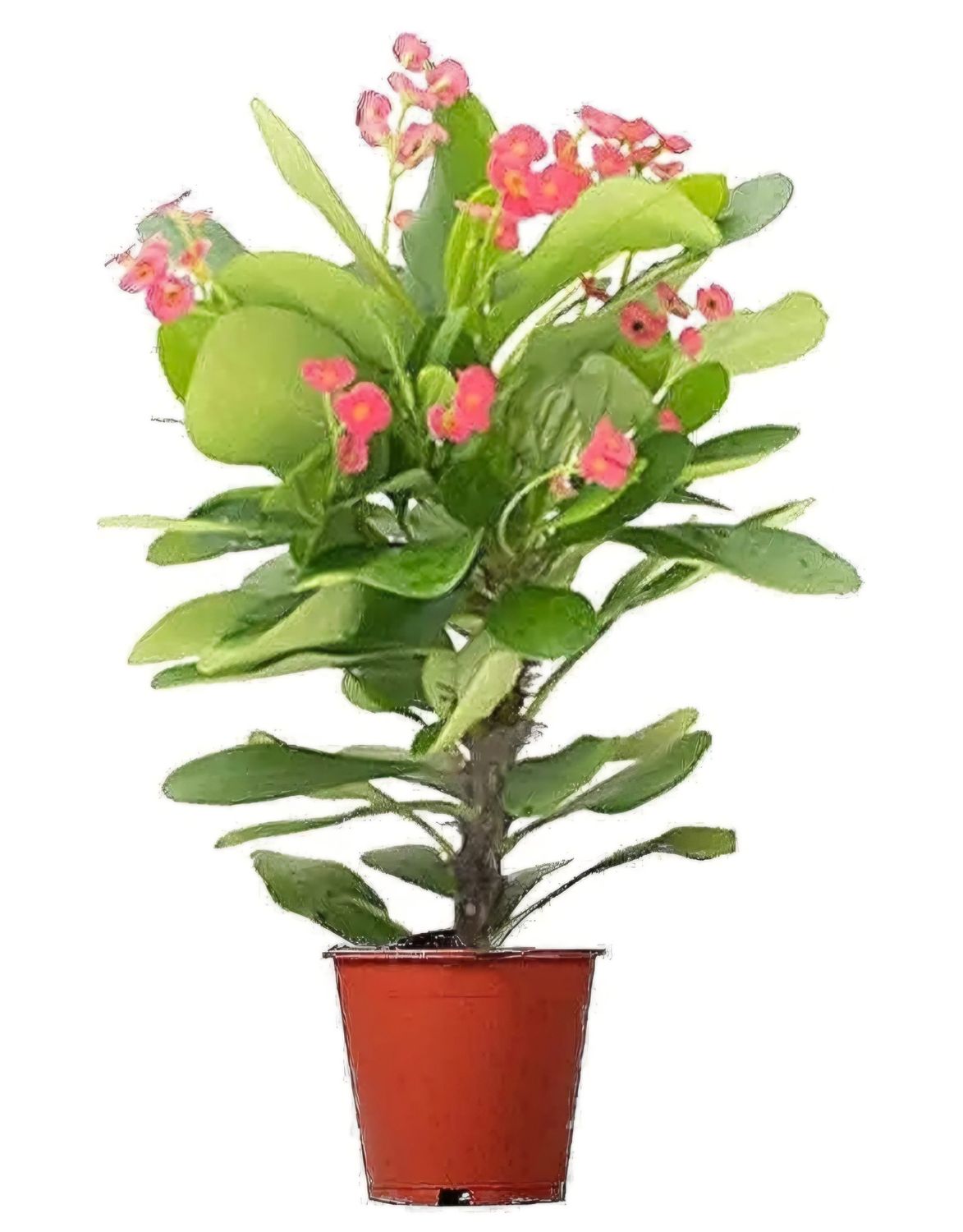 Photos are for illustration purpose 