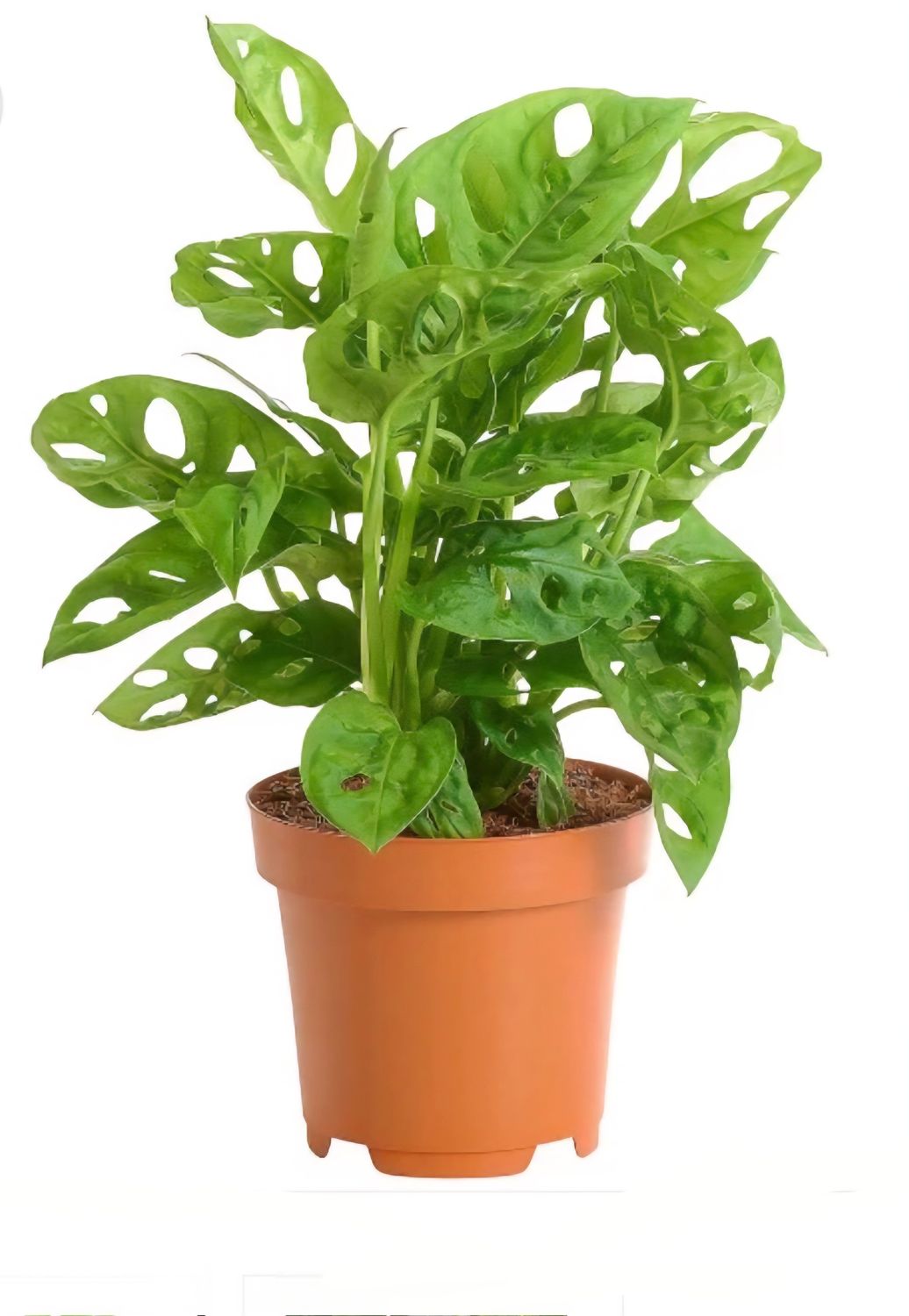 Photos are for illustration purpose 