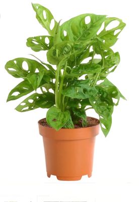 Photos are for illustration purpose 