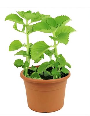 Photos are for illustration purpose 