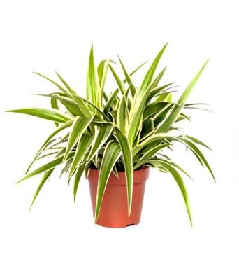 Photos are for illustration purpose 