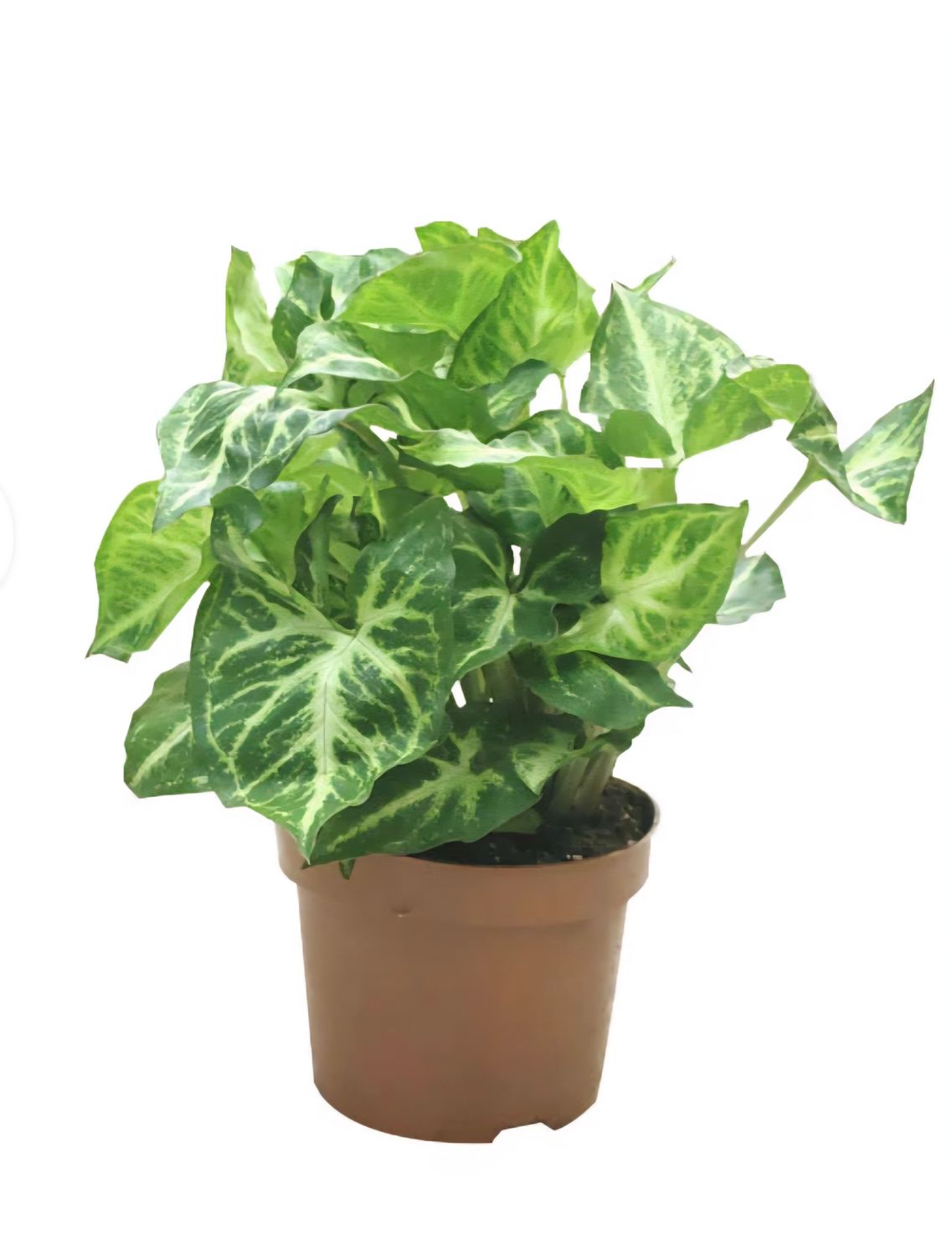 Photos are for illustration purpose 