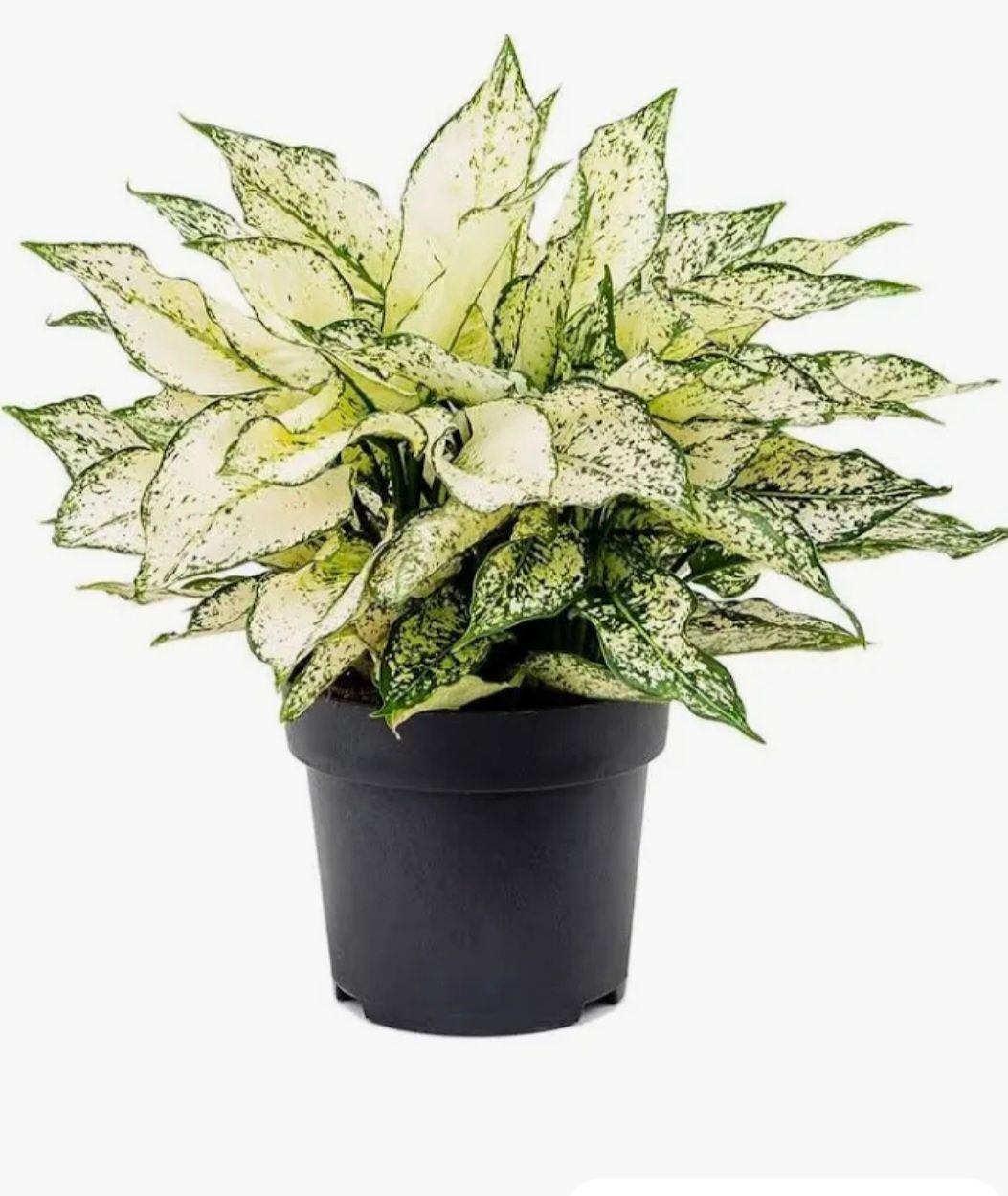 Photos are for illustration purpose 