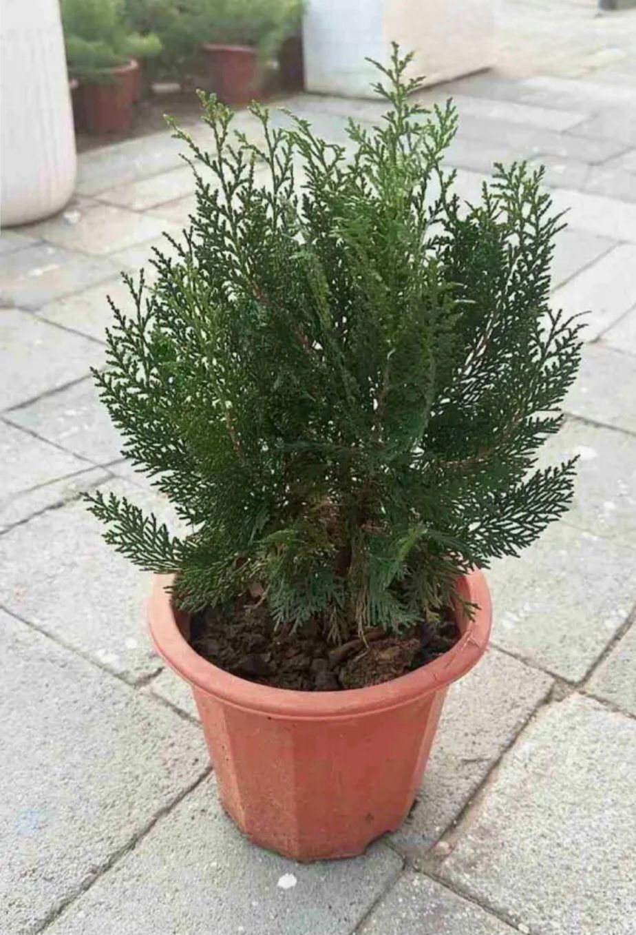 Photos are for illustration purpose 