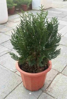 Photos are for illustration purpose 