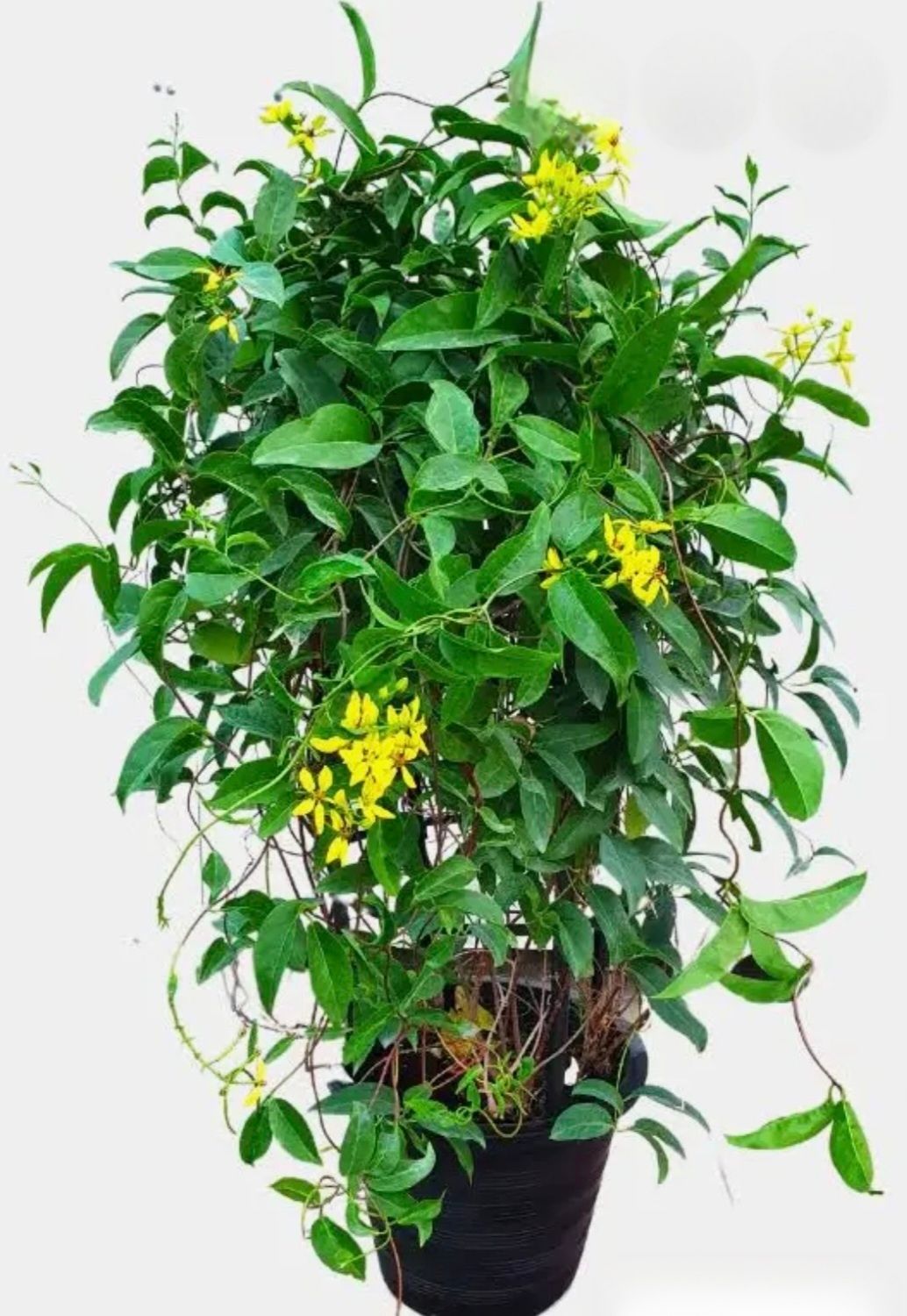 Photos are for illustration purpose 